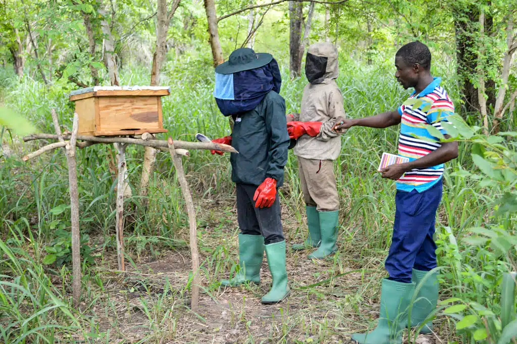 Imkerei in Togo Nachhaltigkeit Imker Bienenstöcke Afrika