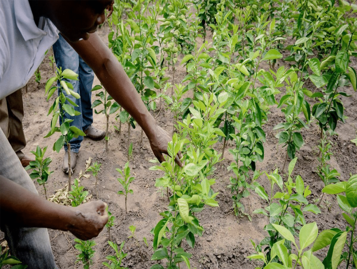 Togo Baum Baumspende