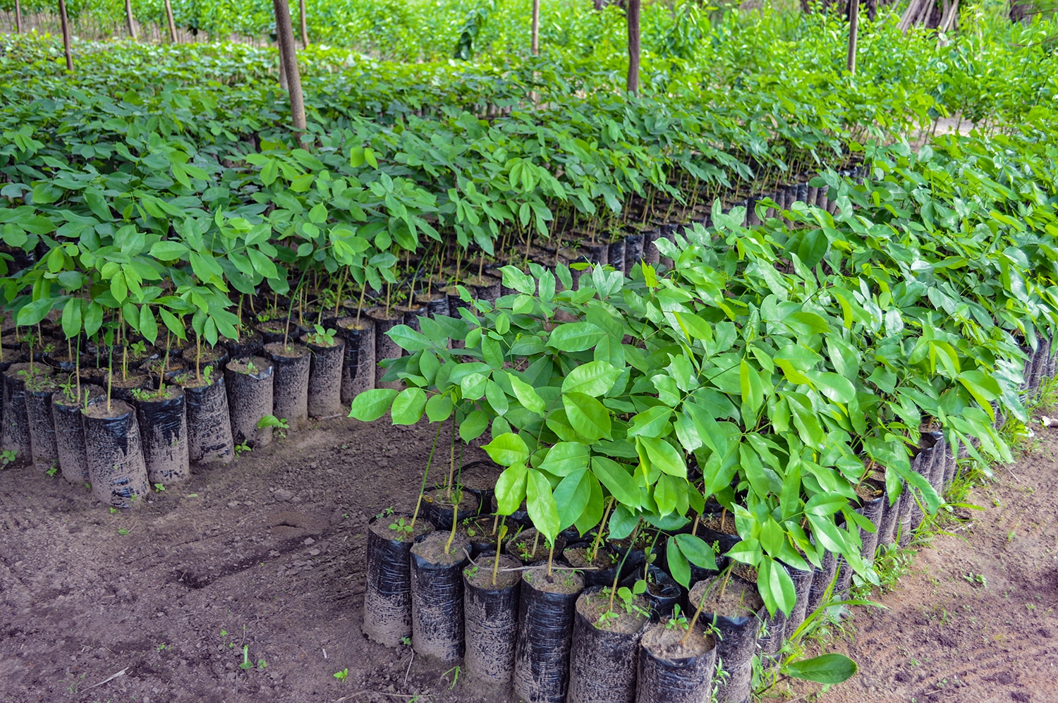 Togo Baumpflanzung Baumspende