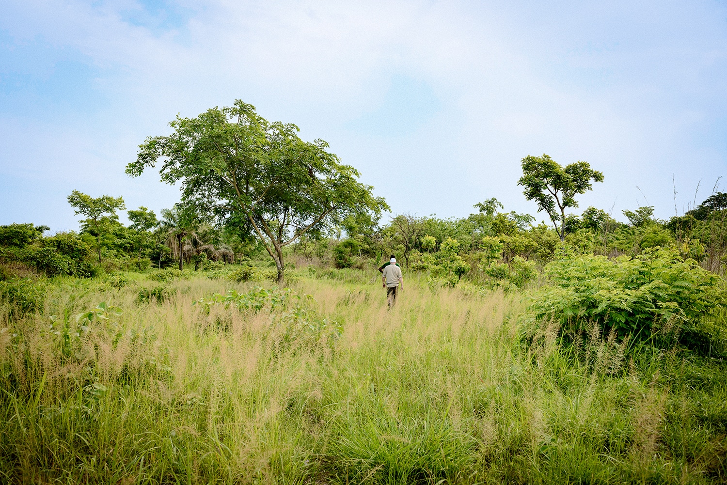 Togo Baum Baumspende