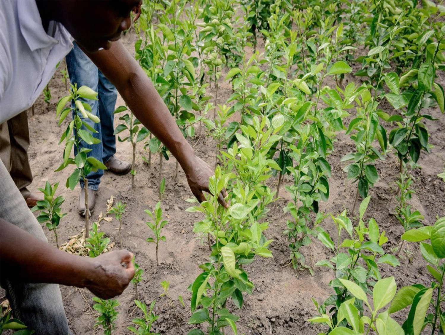 Togo_Baumpflanzung_01 Imker Bienenstöcke Afrika